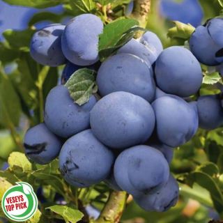 Opal Plum Tree Thumbnail